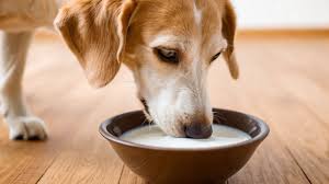 Lactose Intolerance in Dogs: From Neonatal Nutrition to Adult Digestive Health